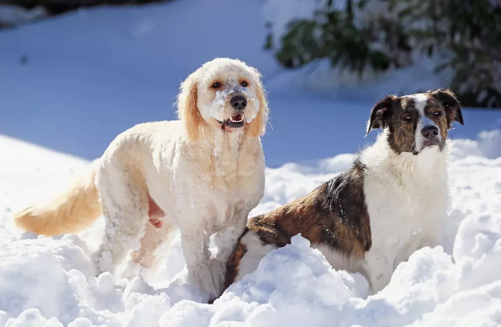 The SPCA Of SW Michigan Is Providing Warm Shelters For Pets