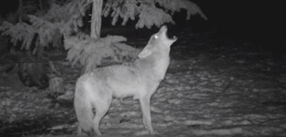 Coyote Kills A Families Pet In Canton