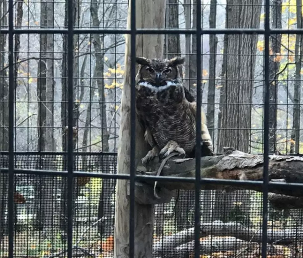 Owl At The Kalamazoo Nature Center Is The Hottest New Meme
