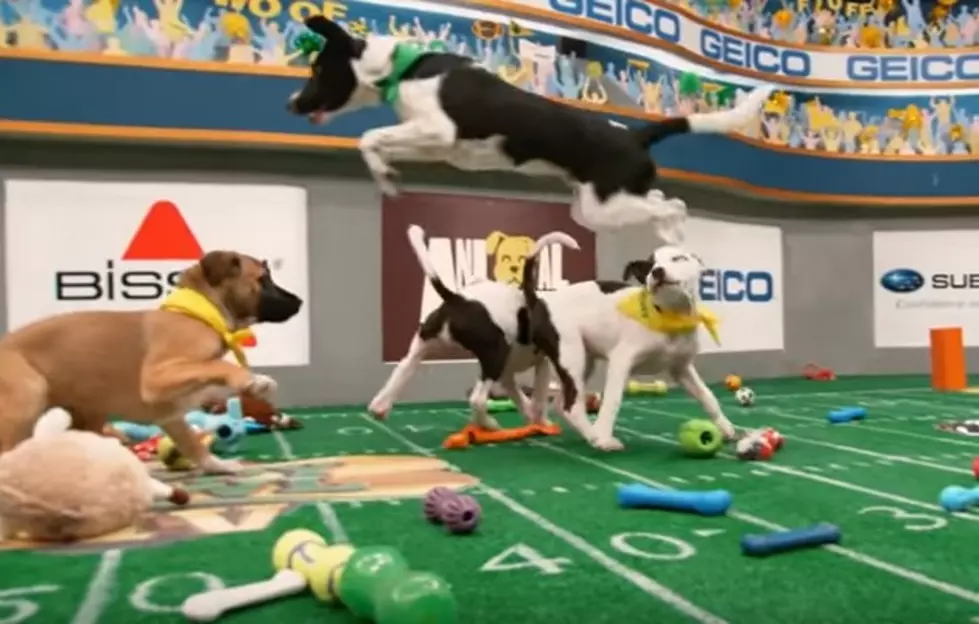 Michigan Puppy Luna Helps Lead Team Fluff To Puppy Bowl XIV Win