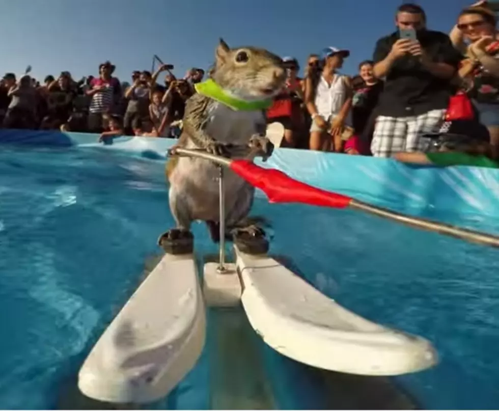 Twiggy The Water Skiing Squirrel Is At The Detroit Boat Show