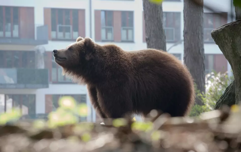 Michigan Woman Videos A Bear Going Door To Door