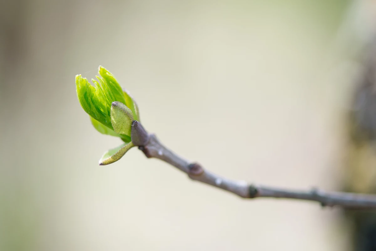 Harry styles mobile concert hd 4k live wallpaper wallpapers ultra This Viral Picture Of A Michigan Tree Spring Budding Is The Best