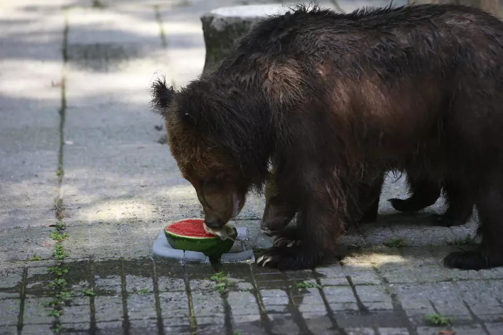 Black Bear Sighted In Midland Mi Residential Area