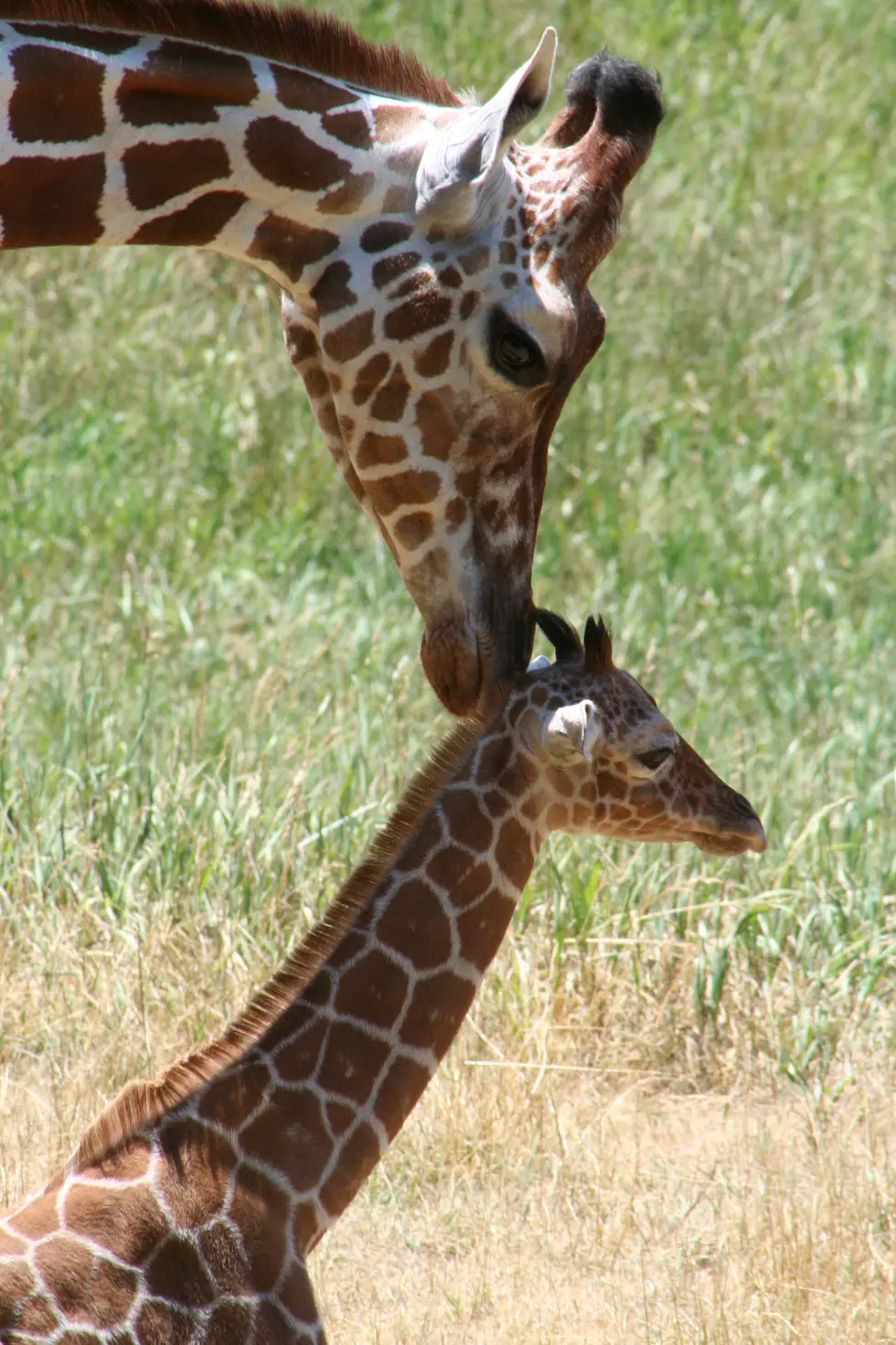 How About Taking Mom To the Zoo for Mother’s Day?