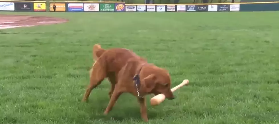 Meet Michigan&#8217;s Only Baseball Bat Dog J.J.