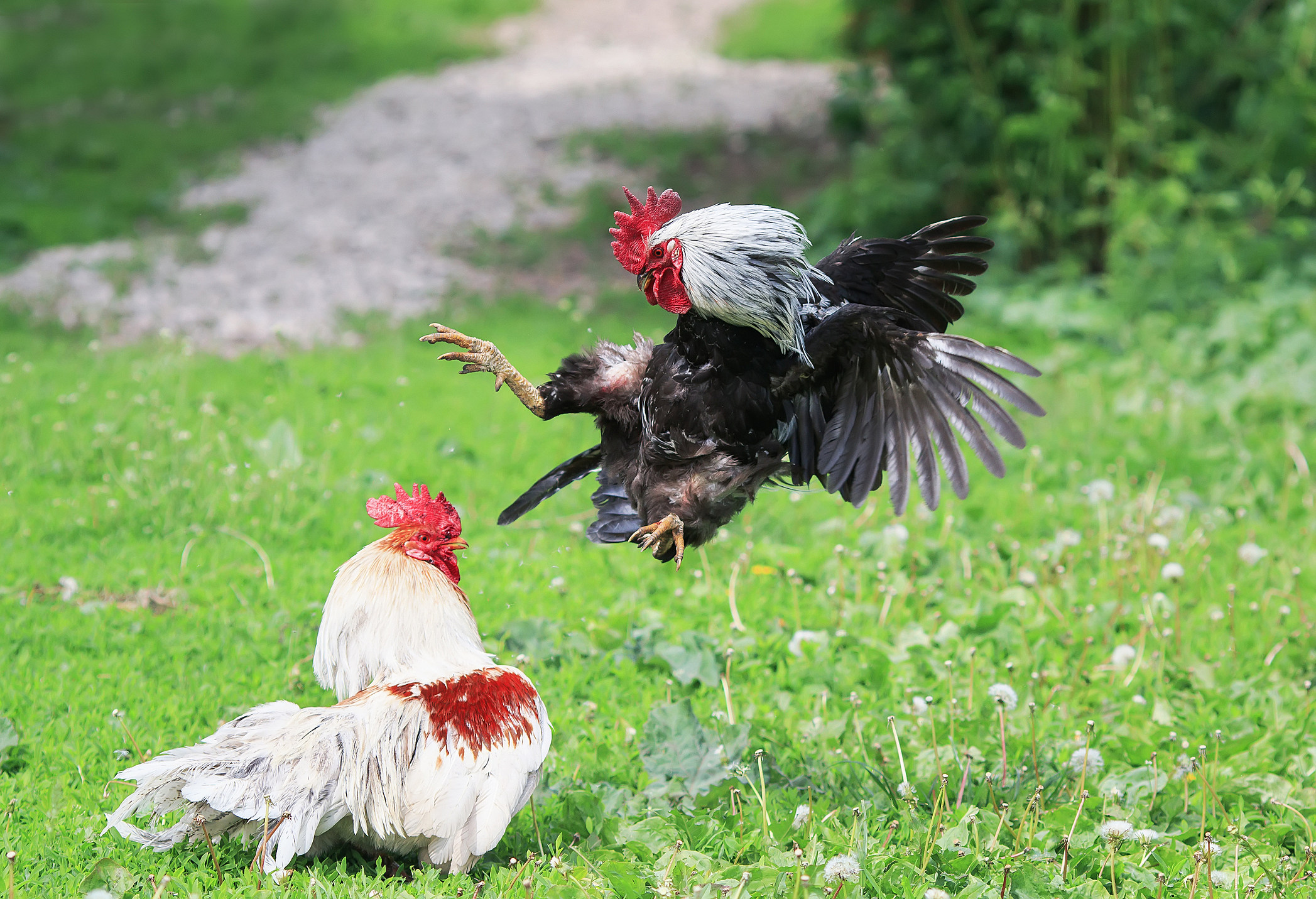 Massive Rooster Fighting Ring In Michigan Has Been Busted