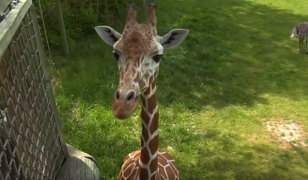 Binder Park Zoo Brings The Romance of Africa To Michigan