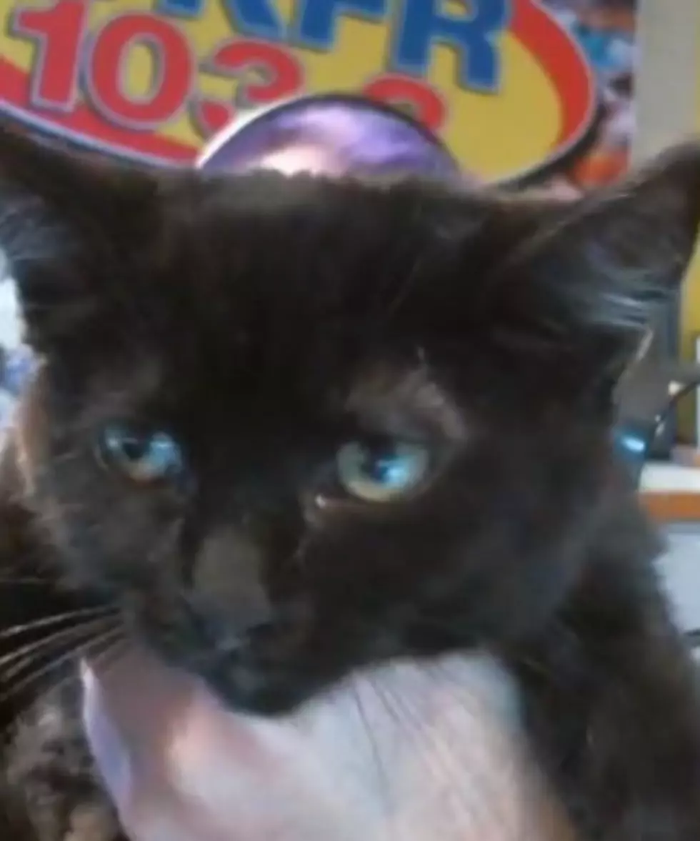 Watch Video of Black Kitten That Needs A Home