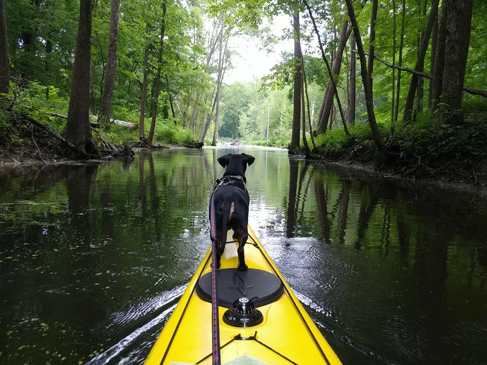 Michigan Dogs On Kayaks