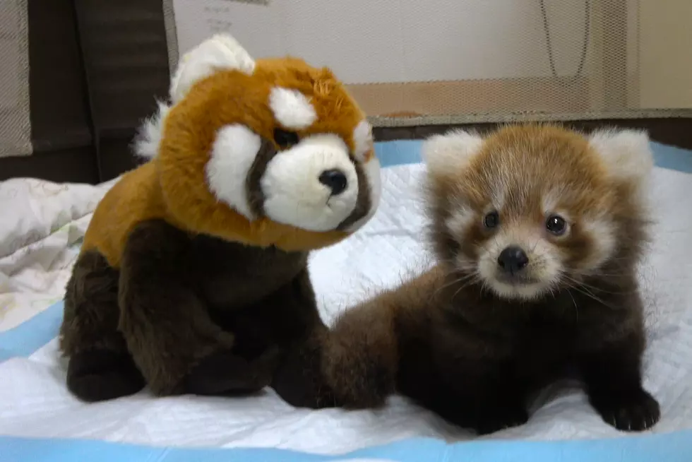 Binder Park Zoo Is Home To The Cutest Red Panda Ever