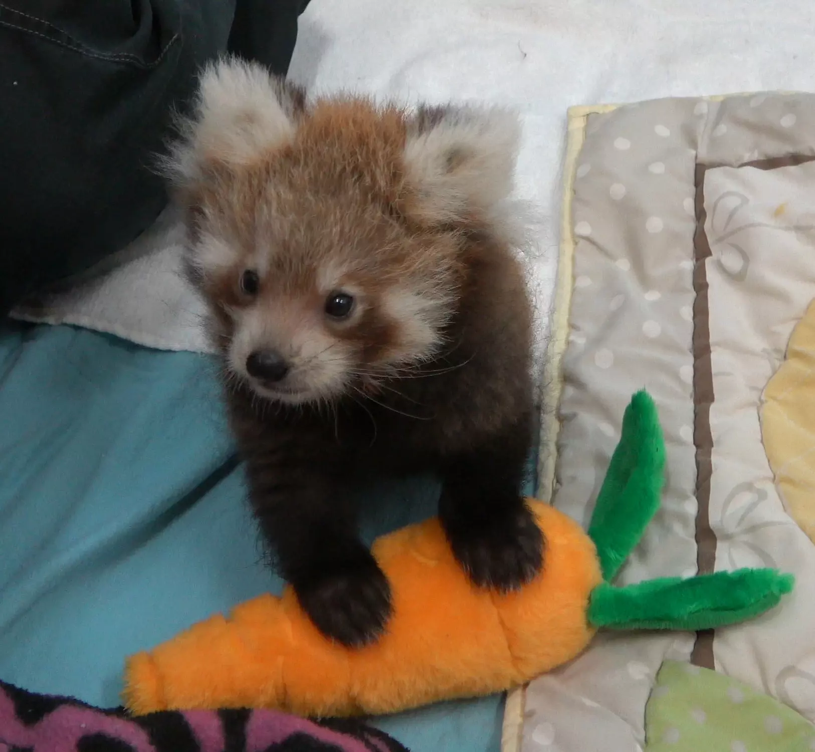 Binder Park Zoo Is Home To The Cutest Red Panda Ever