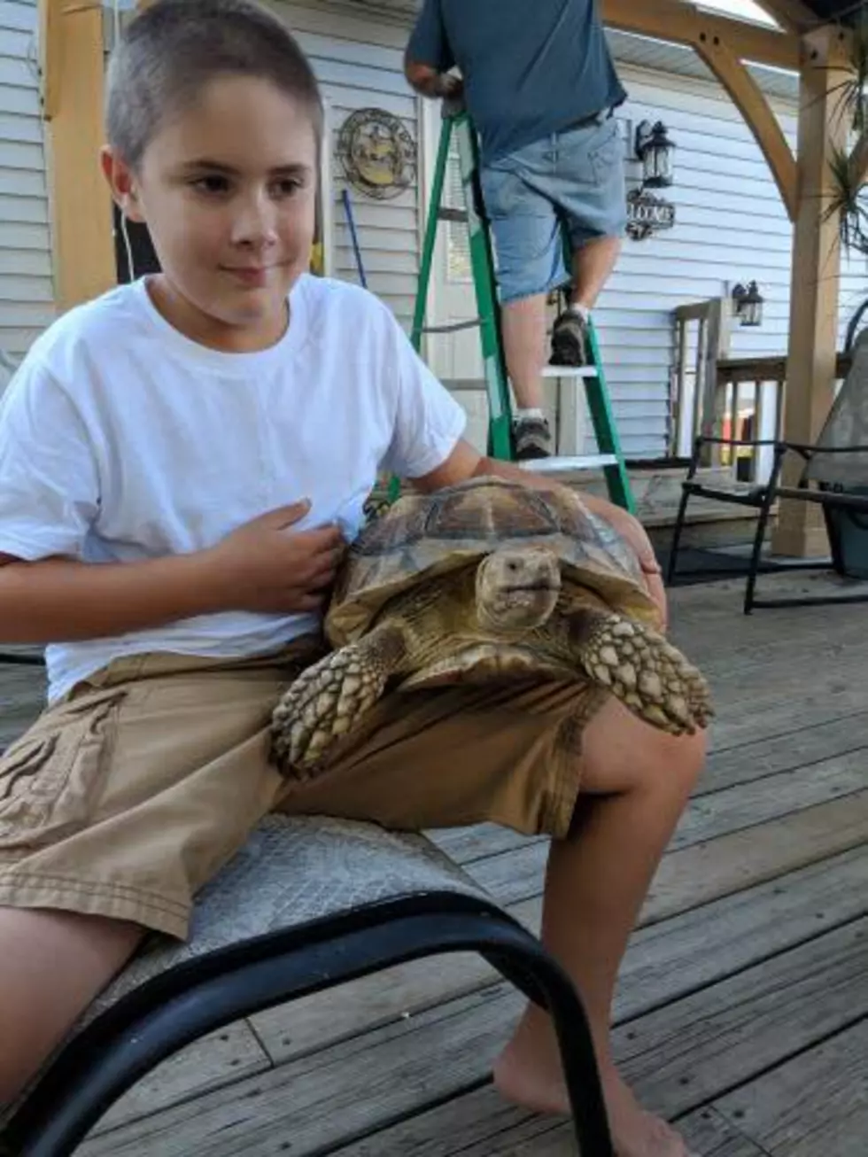 Parchment Family Reunited With Lost Tortoise