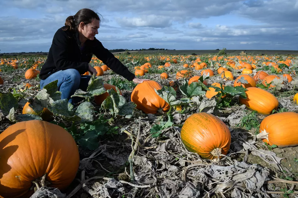 When Halloween is Over, What Do I Do With My Pumpkin?