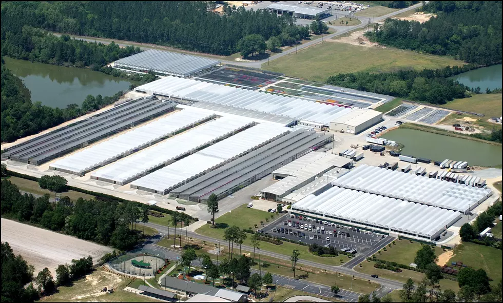 Wenke Greenhouse Operation in GA In Path Of Hurricane Michael