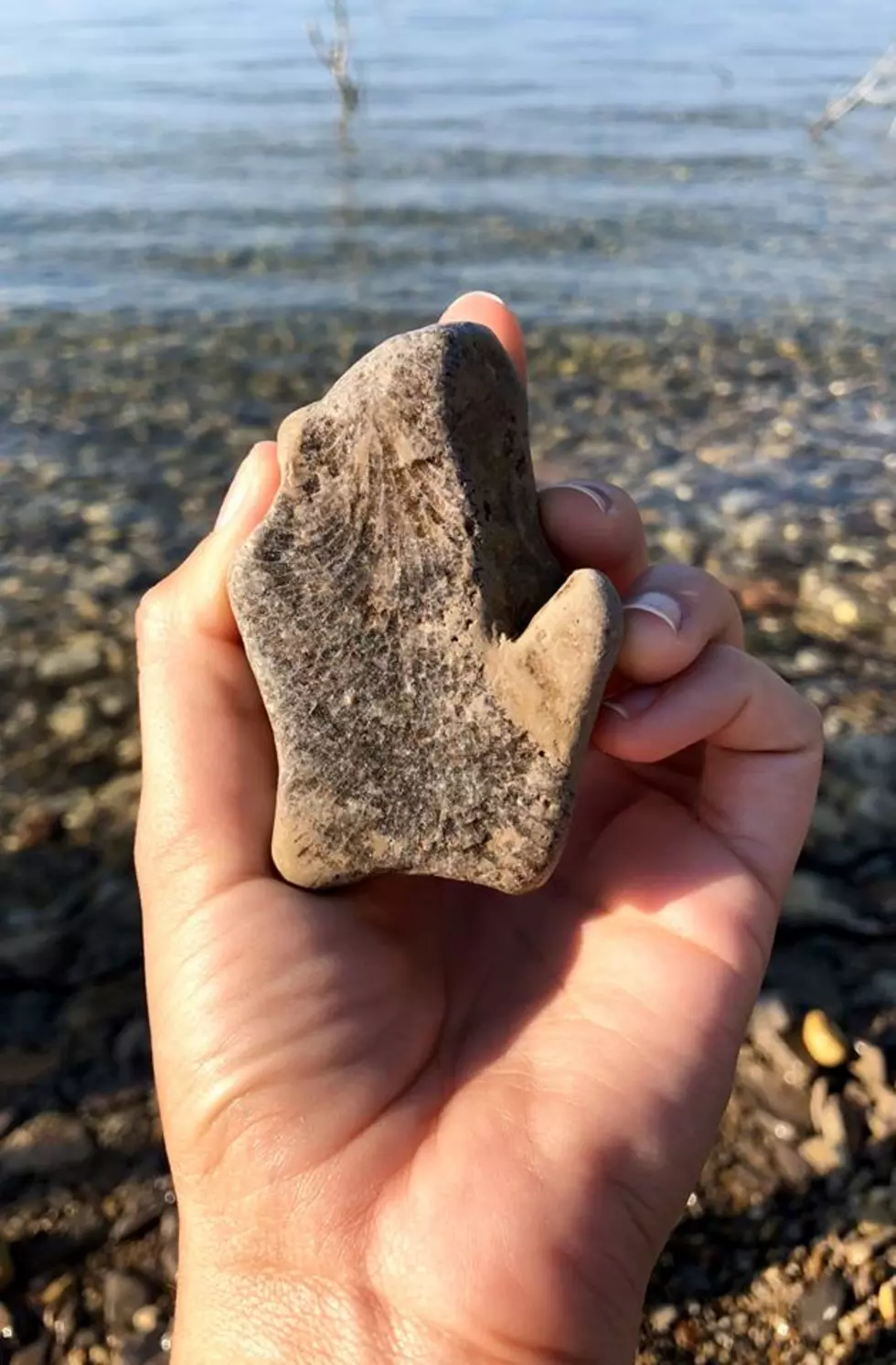 This Fossil Shaped Like The Lower Peninsula Is Pure Michigan