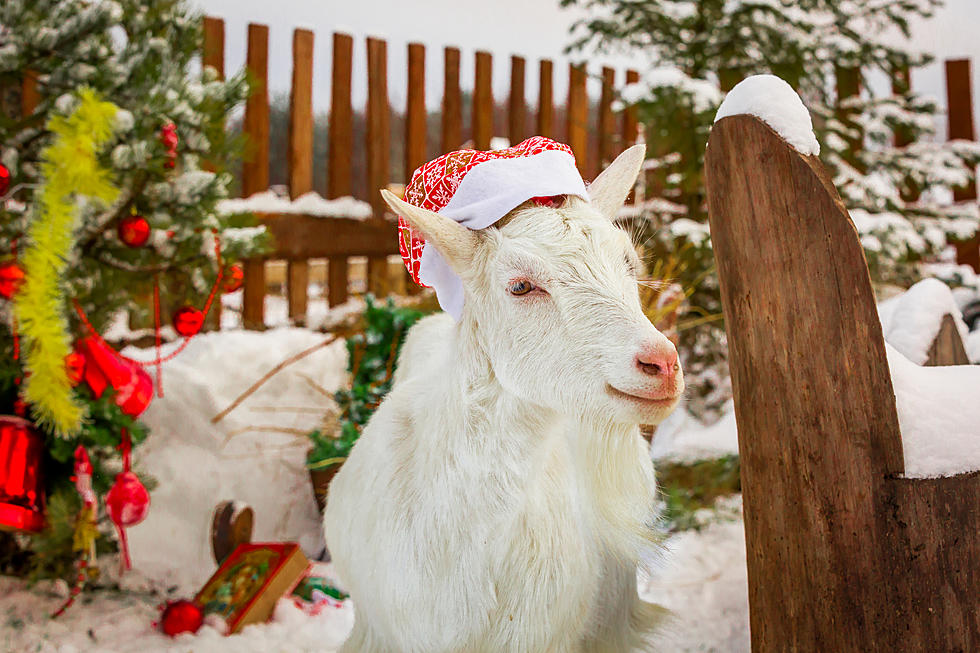 These Portland, MI Goats Would Love Your Christmas Tree!