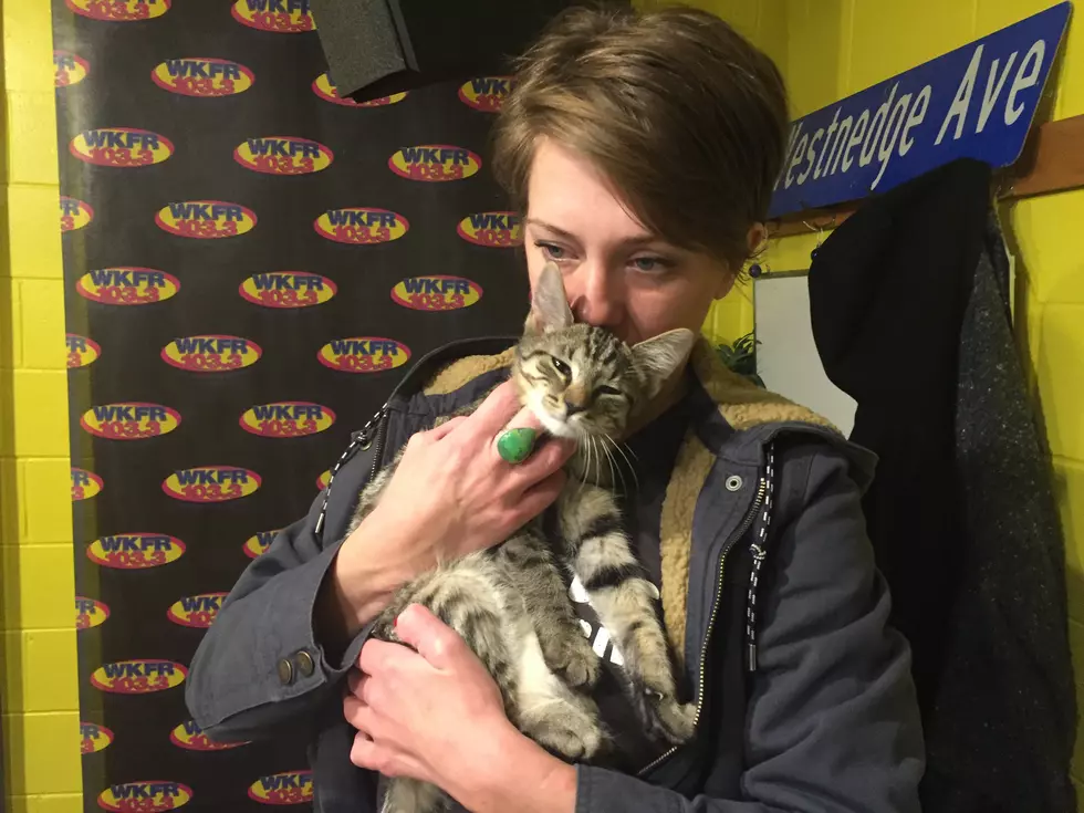 The SPCA of Southwest MI Has The Most Amazing Cat for Adoption