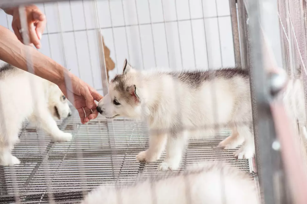 Should Michigan Be The Next State To Pass Puppy Mill Law?