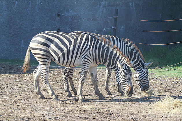 Zebra Freezes To Death In Indiana
