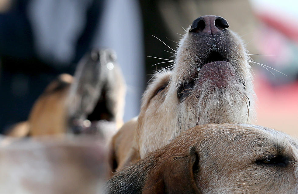 Dog Saves Holland Teens Life