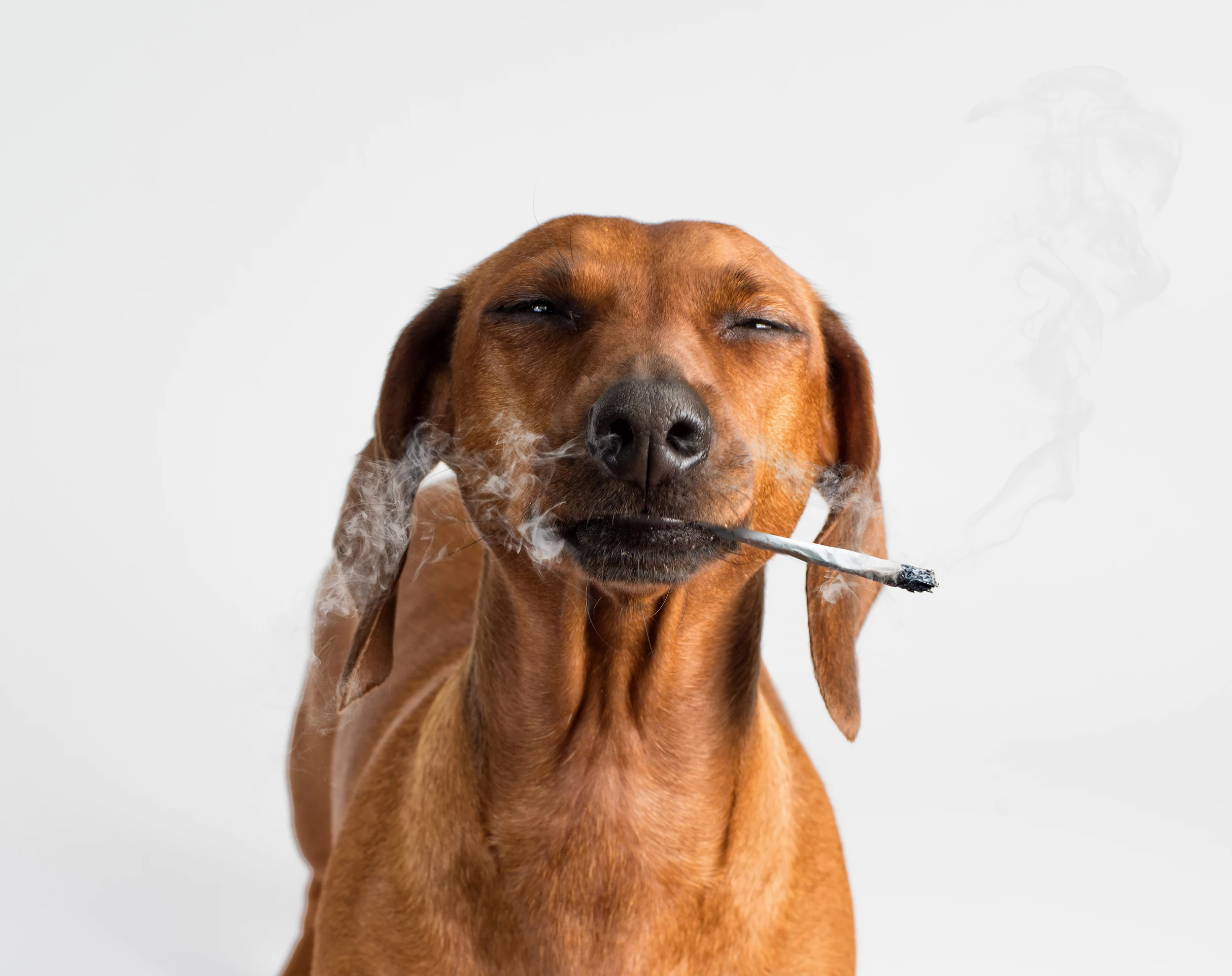 喝了一口泡烟头的水会死吗，我家狗狗好像吃了烟头，会有事吗？