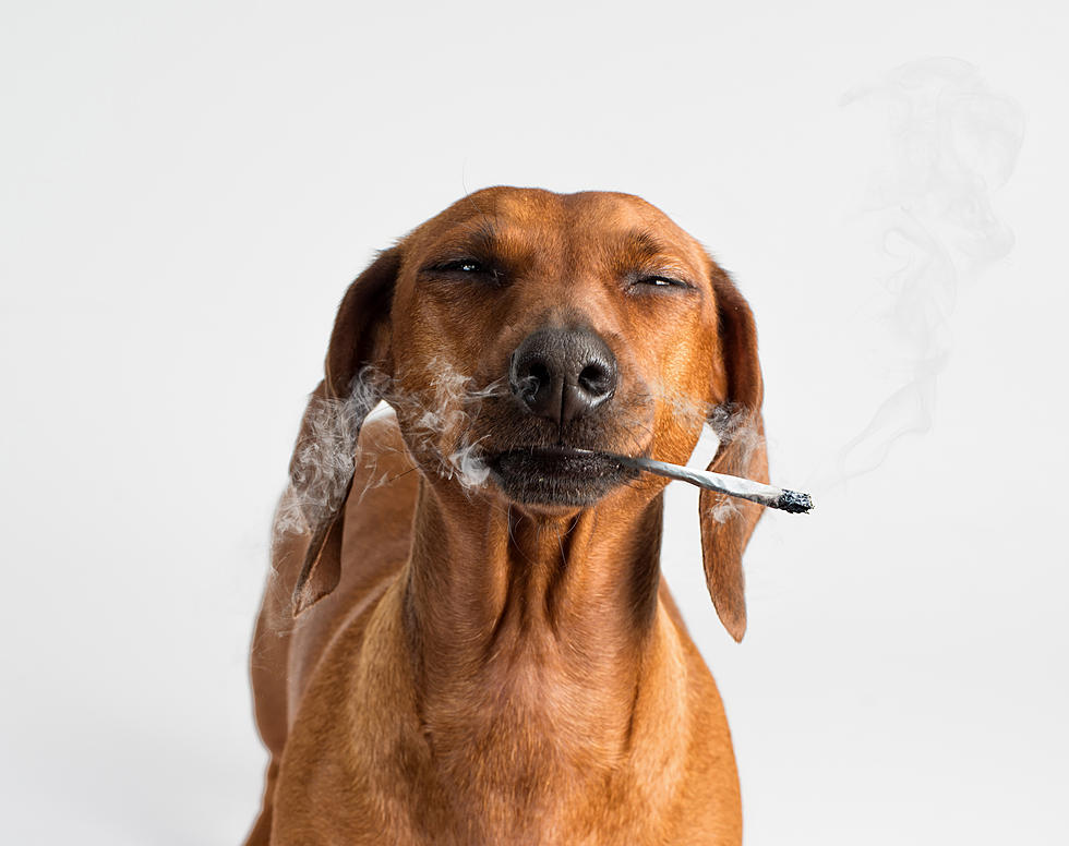 dogs smoking weed