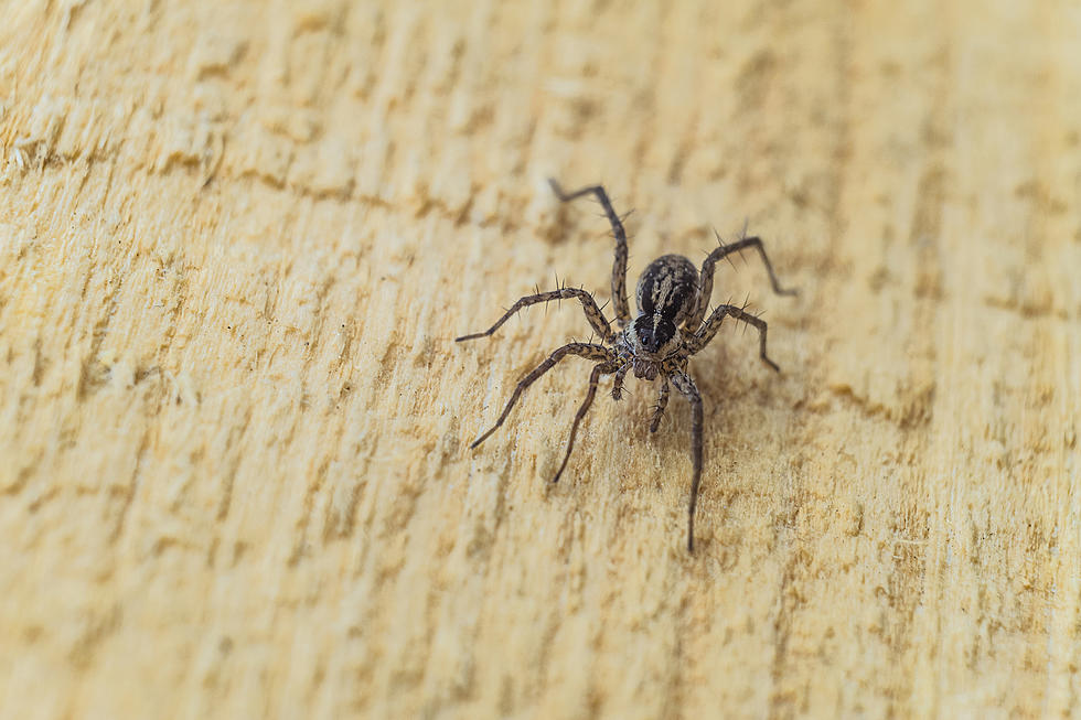 Ohio Man Bitten By Deadly Brown Recluse Spider At Motel 6