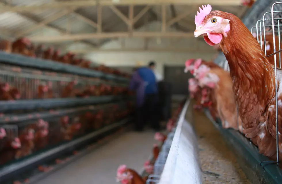 Thousand Of Hens Are Killed In Michigan Barn Fire