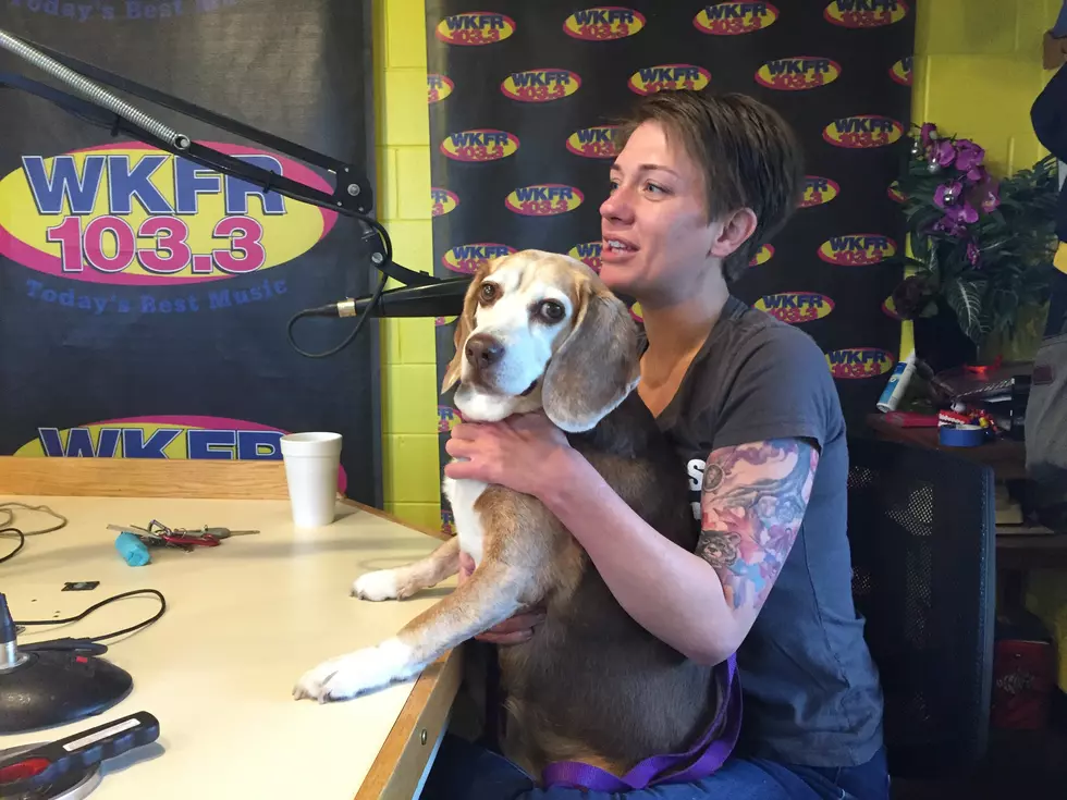 Meet Jade From The SPCA of Southwest Michigan (She’s Wonderful)