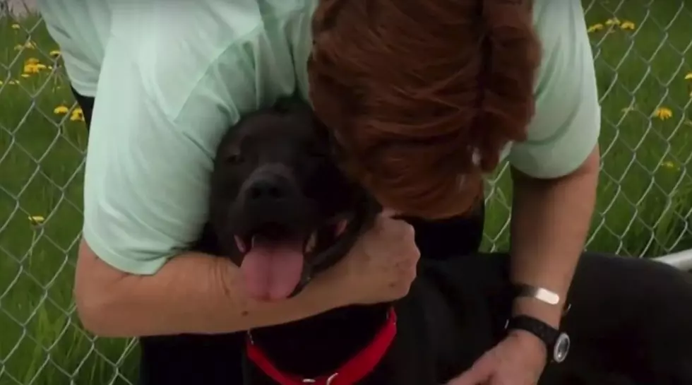 Missing Dog Found In Michigan Is Reunited With California Family