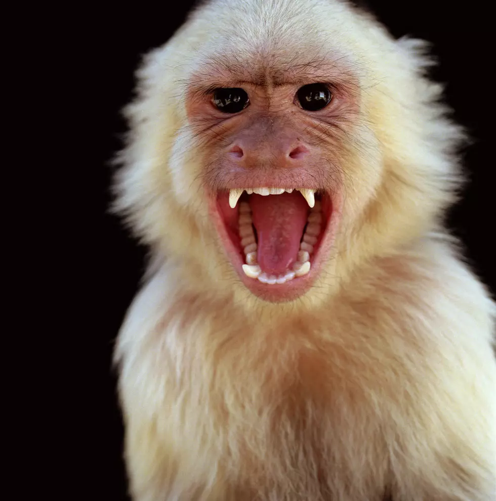 Ohio Woman Calls 911 To Report A Vicious Monkey