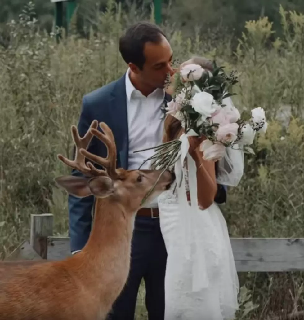 Deer Photobombs Michigan Couple’s Wedding Pictures