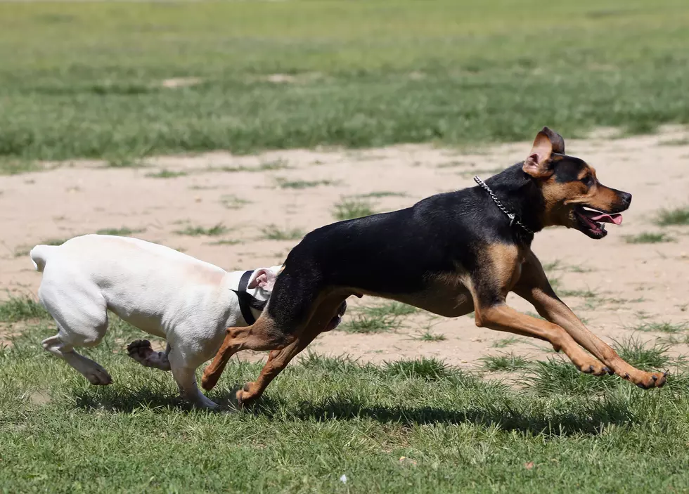 Kalamazoo, Grab Your Fur Baby and Help Fight Cancer