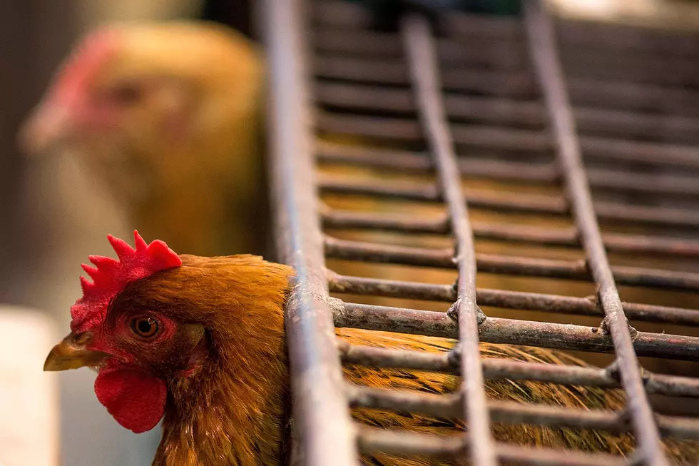 The Cage Free Ban For Hens Has Been Delayed In Michigan