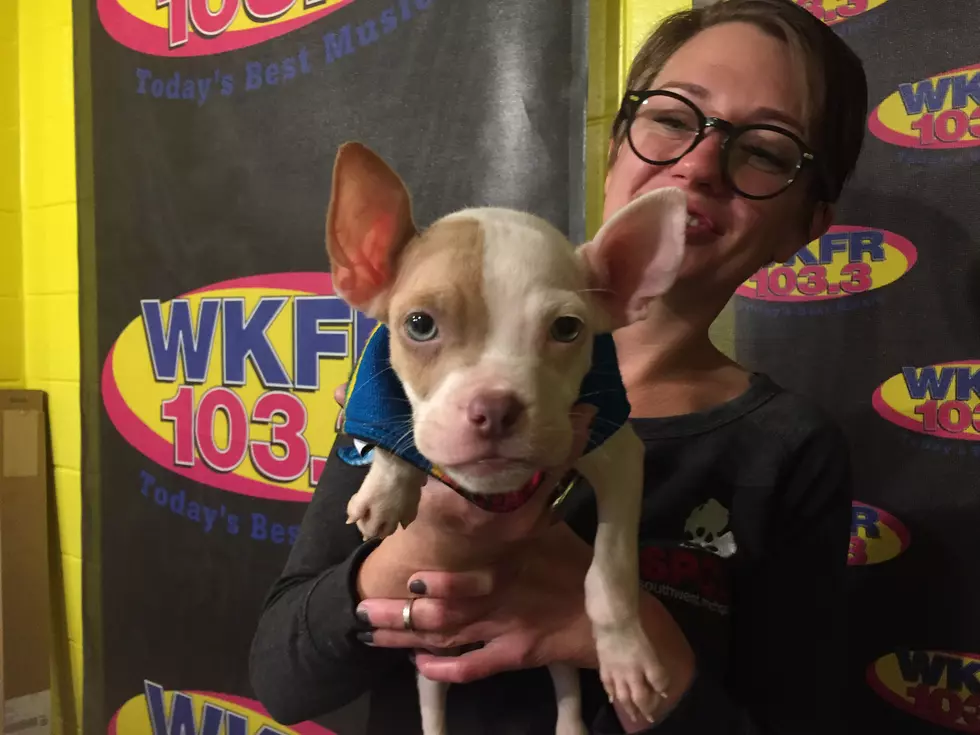 The SPCA of S.W. Michigan Is Looking For River’s Forever Home