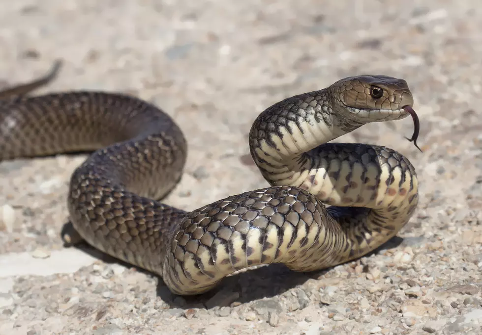 Large Snake Greets Customers at Ohio Starbucks Drive-thru