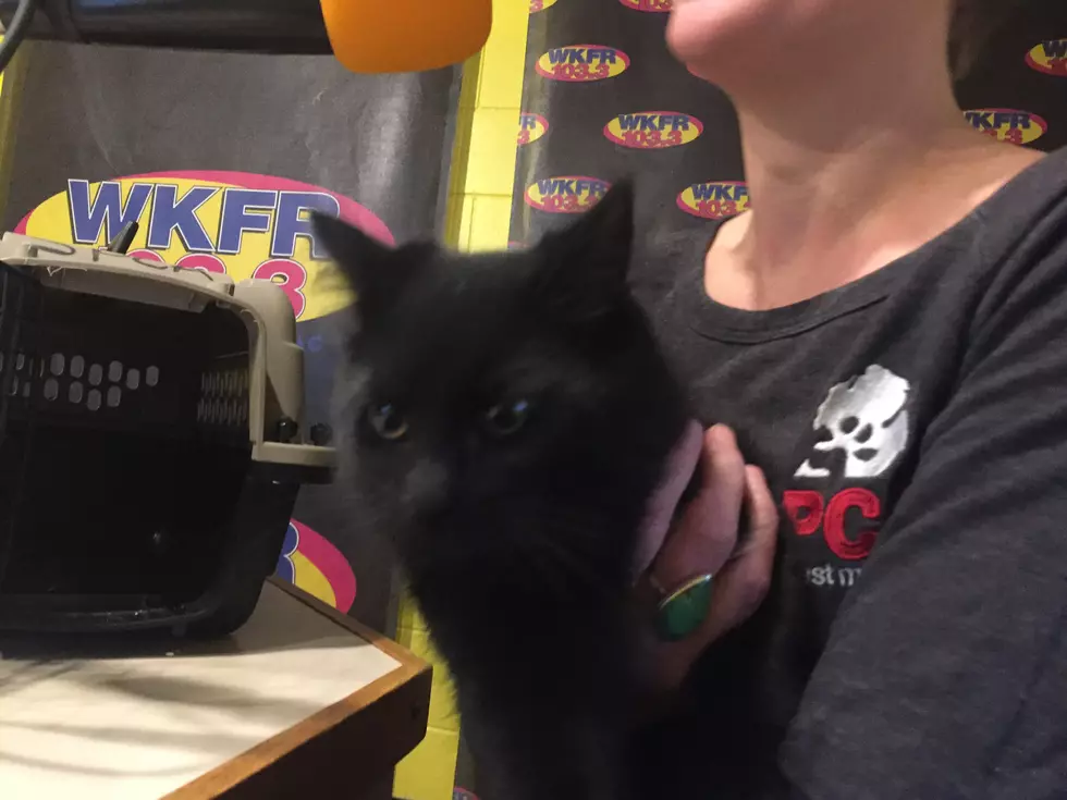 Alice From SPCA of S.W. Michigan Wants a Forever Home