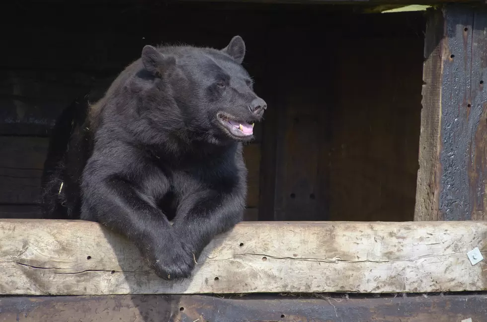 Sorry, No Bears Are Allowed At These Kalamazoo Apartments