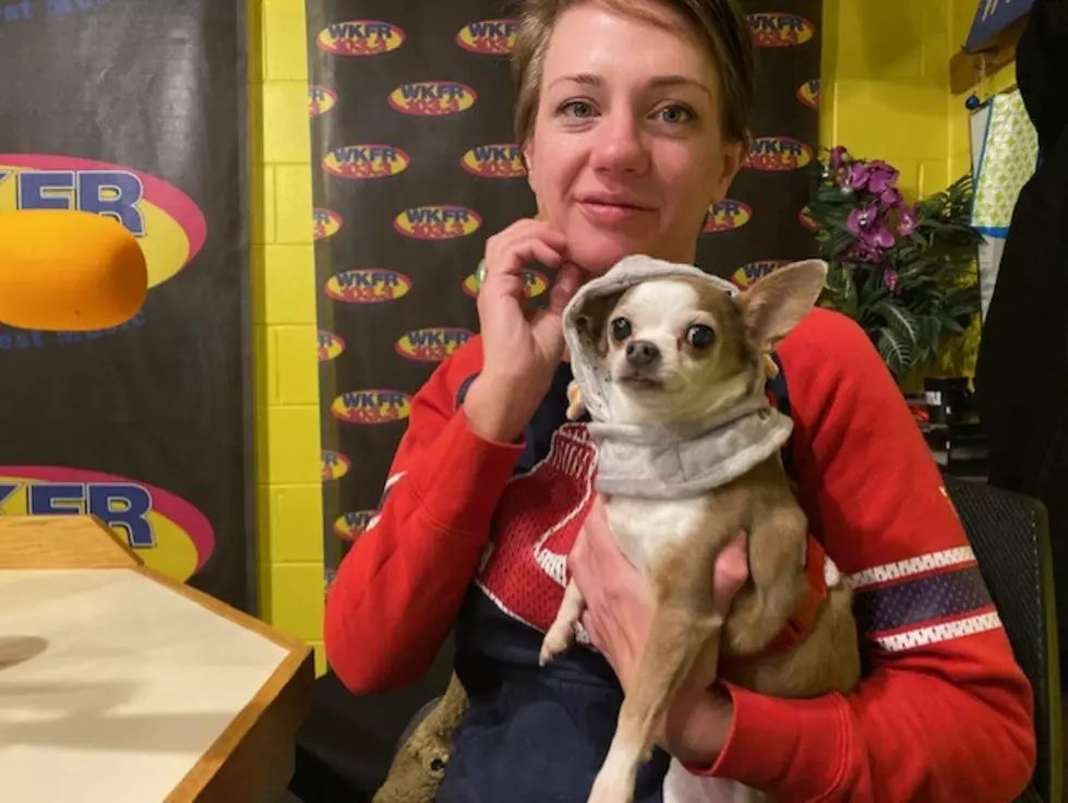 Bailey Chi From the SPCA of SW Michigan Wants A Forever Home