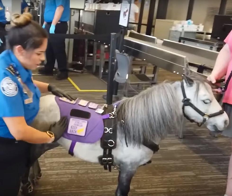 A Croton, Michigan Woman Brings Mini-Horse On Plane