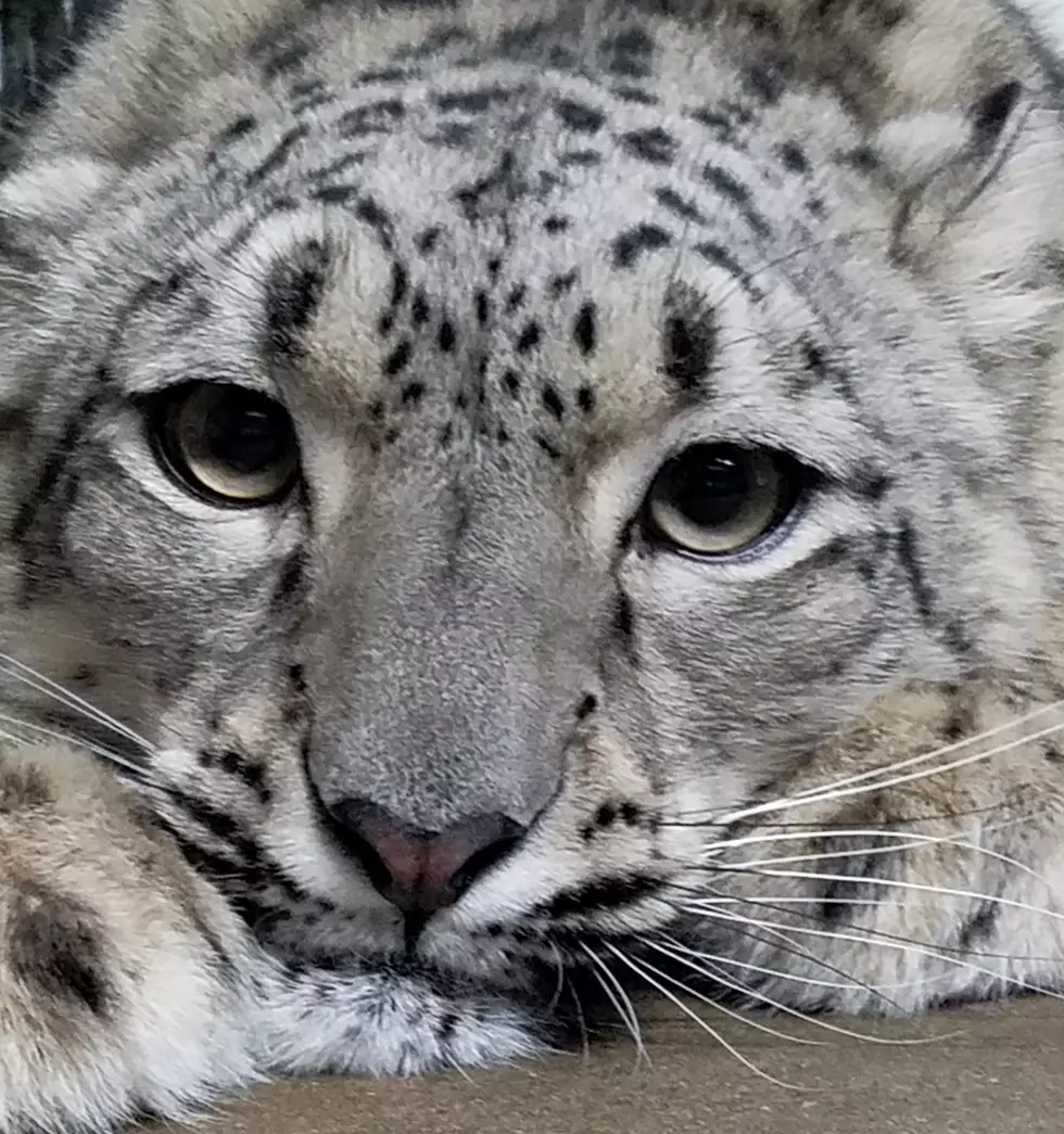 Binder Park Zoo Hopes ‘Arranged Marriage’ Will Beget Snow Leopard