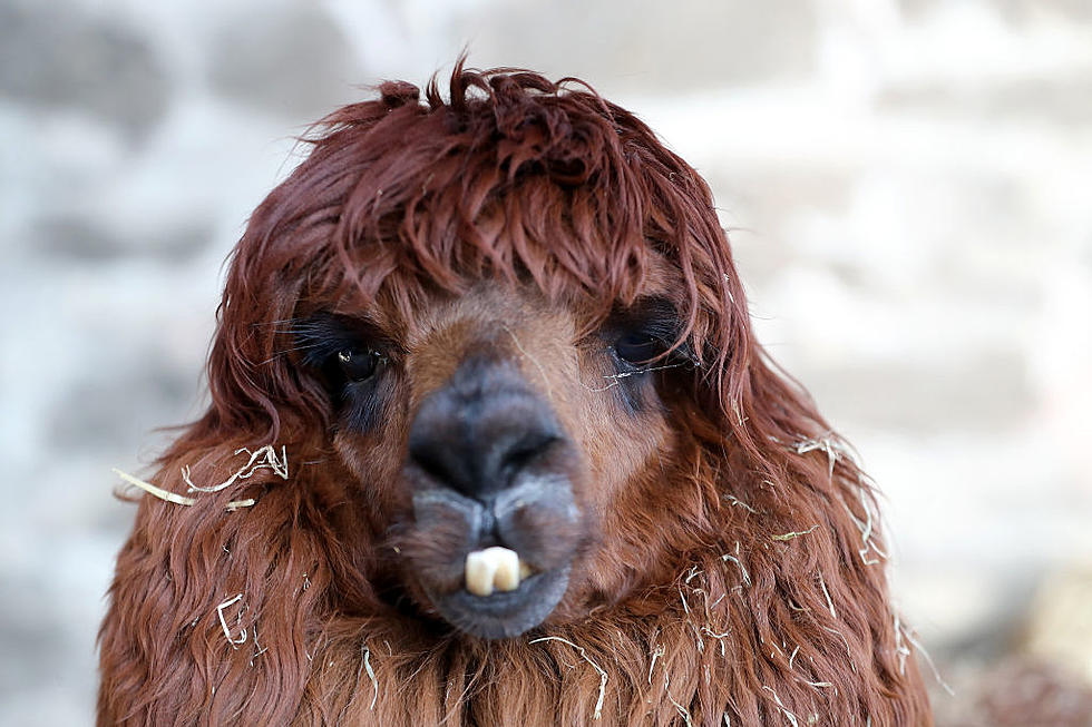 Ohio Man Crashes His Sister's Wedding With a Llama