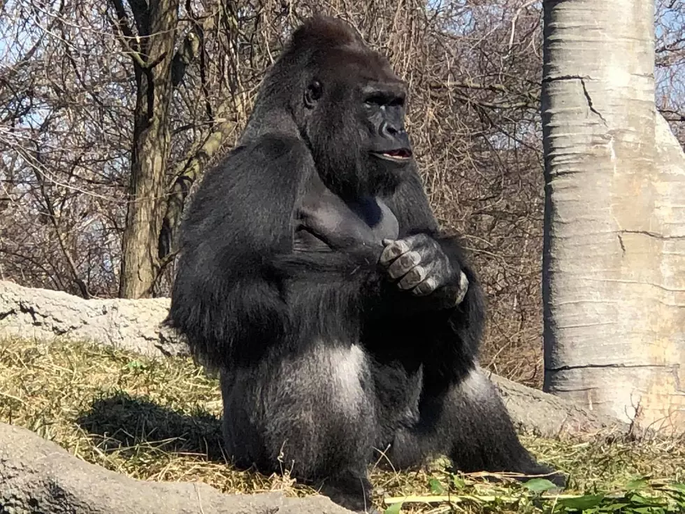 Detroit Zoo Has Vaccinated Vulnerable Animals For Covid-19