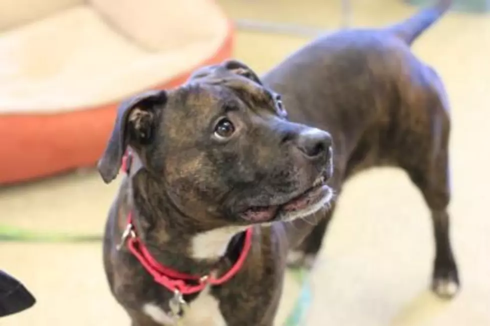 Pet Adoption Fees in Kalamazoo Will be $25 or Less This Weekend