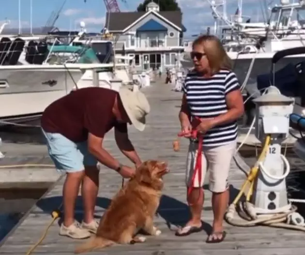 A Family Rescued This Dog in Lake Michigan Near Grand Haven