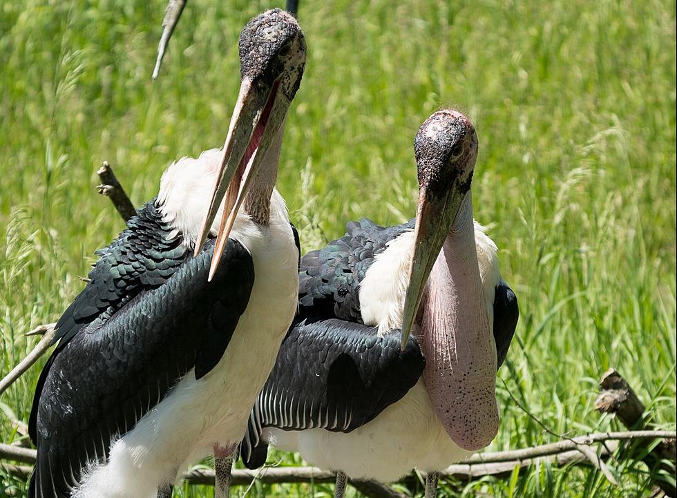 Perfect: Stork Visits Binder Park Zoo&#8217;s Storks With Baby Stork