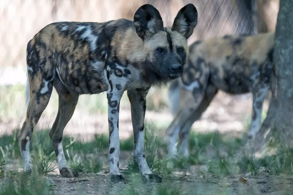 This is Rafiki, one of the four African Painted Dogs leaving Battle Creek's Binder Park Zoo, and relocating at the Houston Zoo. (Photo provided by Binder Park Zoo)