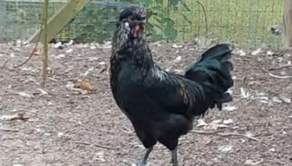Kalamazoo's Craigslist Has Your Next Rooster And He's Free