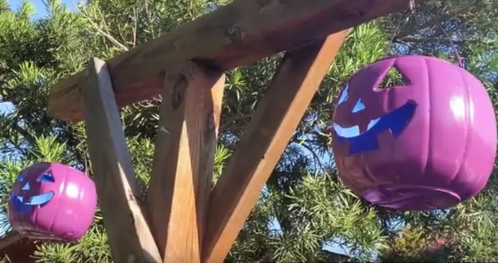 Purple Pumpkins? What It Means This Halloween